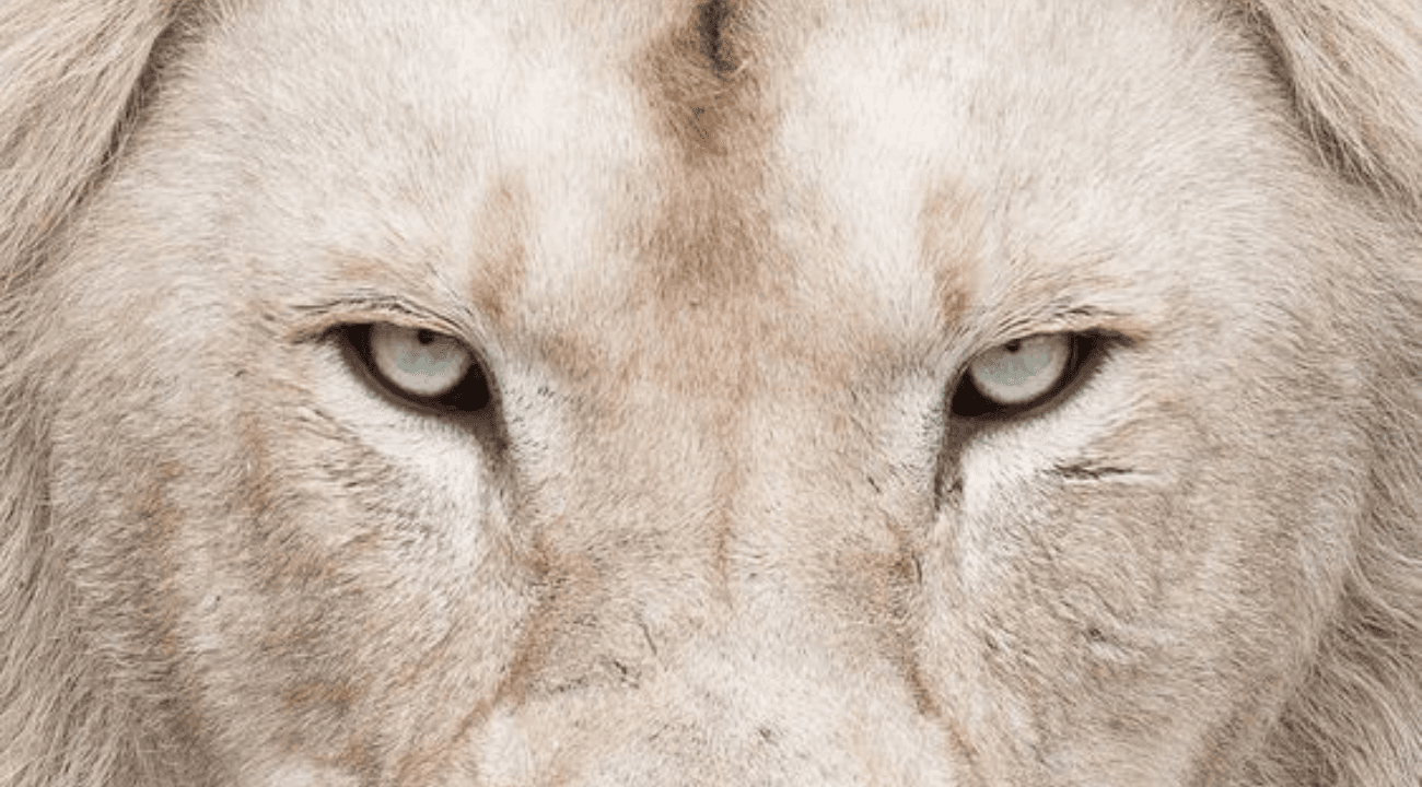 Roaring into Leo Season♌: Dubai's hottest party venues for a majestic night out!
