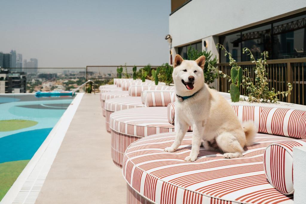 Pet-friendly resorts in Dubai & the UAE!